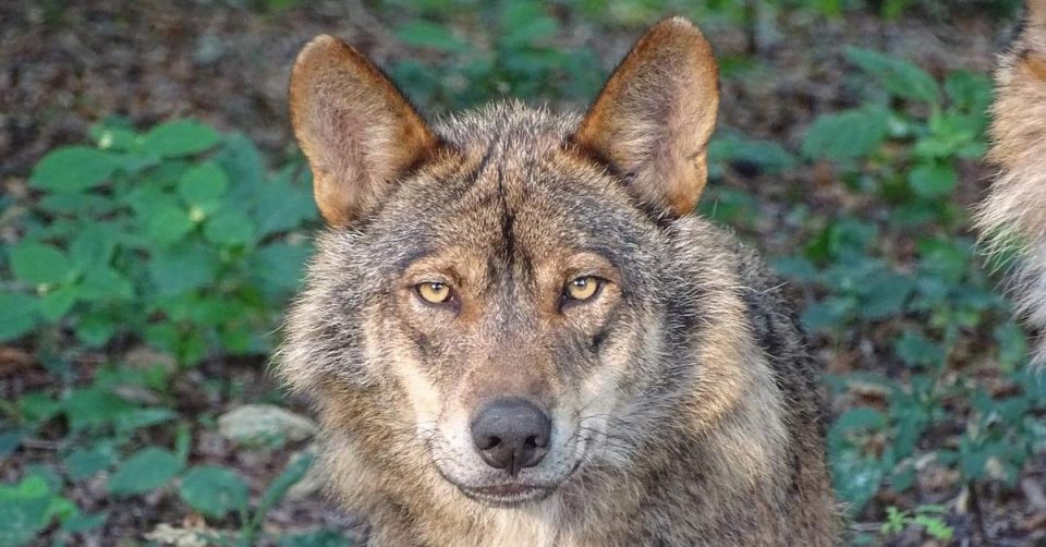 Wolf niet langer 'strikt beschermd', maar geweer kan nog niet uit de kast