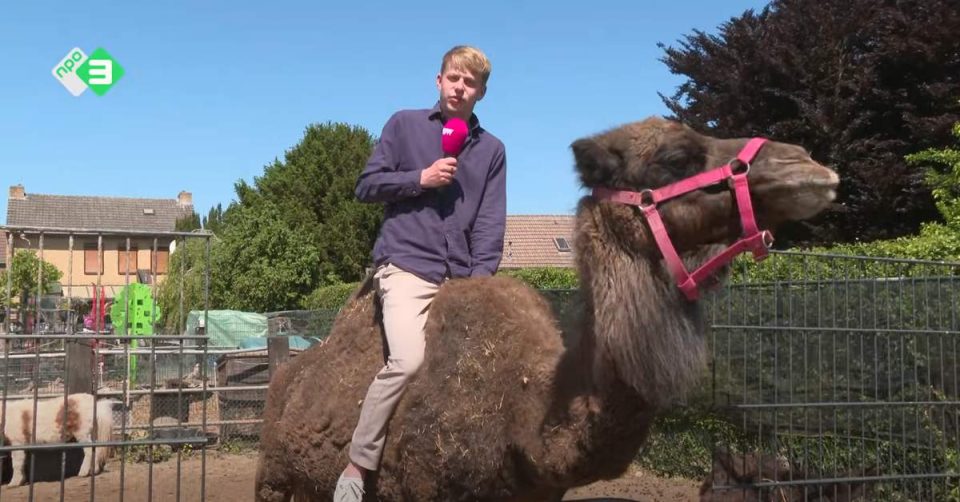 Dierenverblijf met 33K dwangsom: 'Ze horen bij ons gezin!'