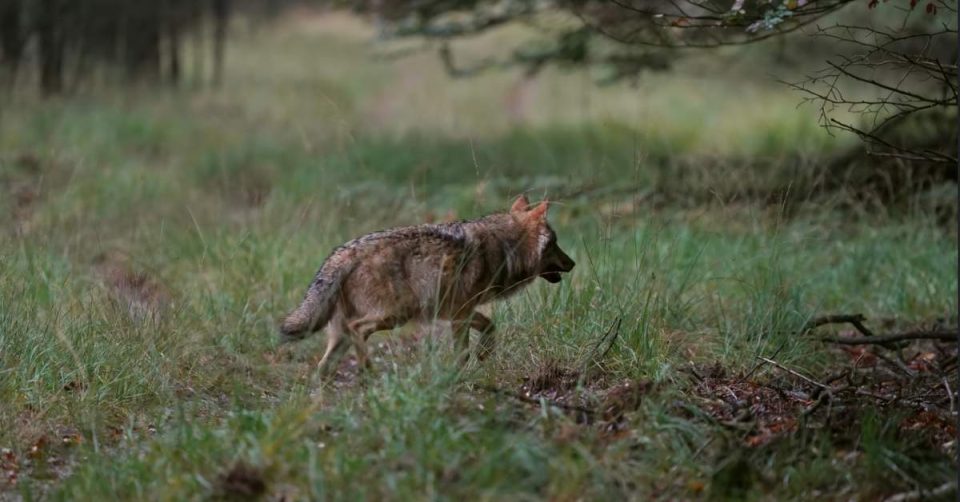 Onderzoek: 'Nederlander vindt wolf die problemen veroorzaakt afknallen best oké'